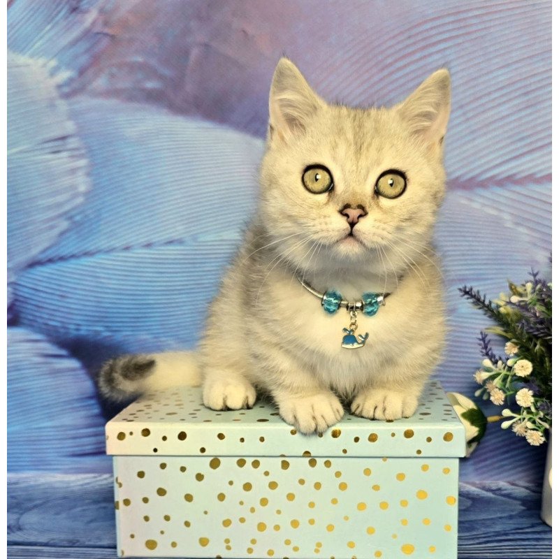 Munchkin Luna