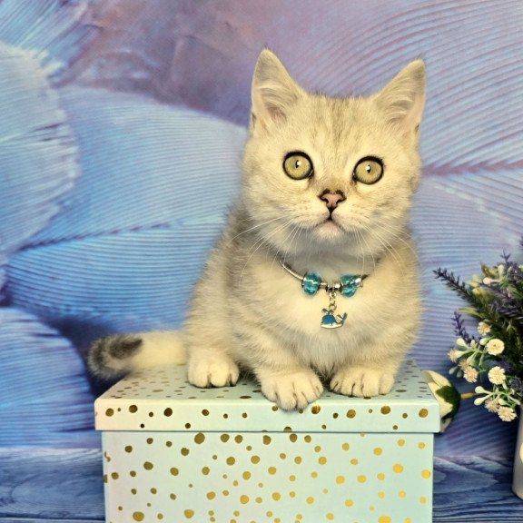Munchkin Luna