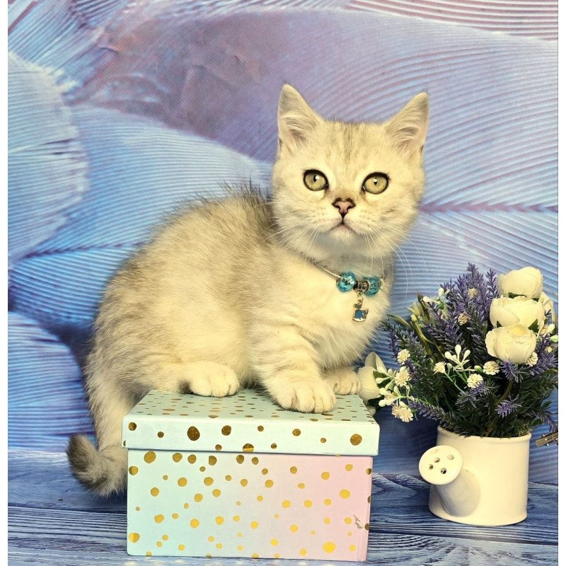 Munchkin Luna