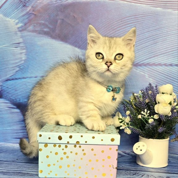 Munchkin Luna