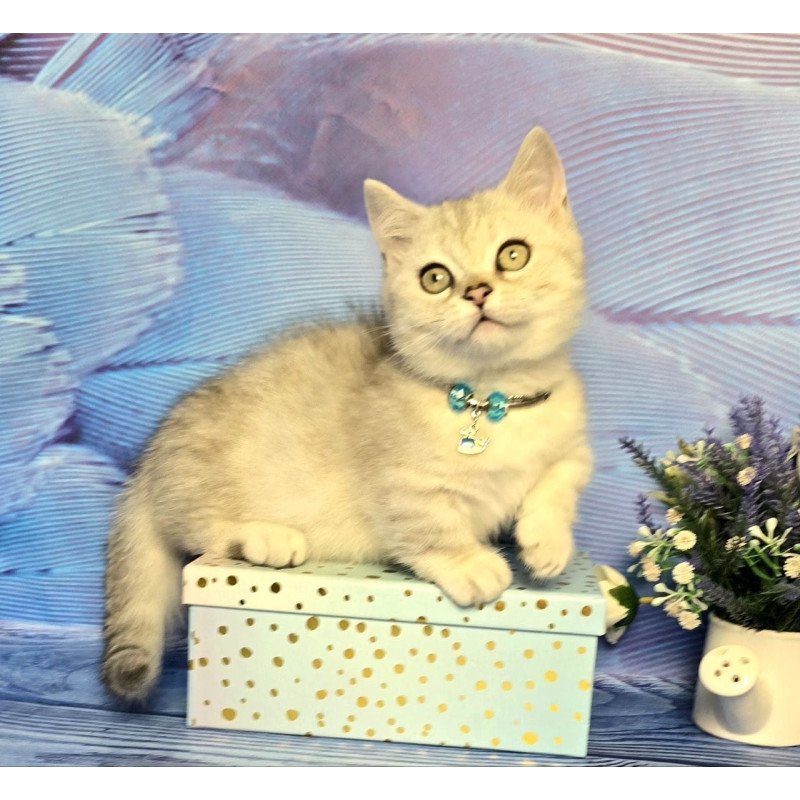 Munchkin Luna