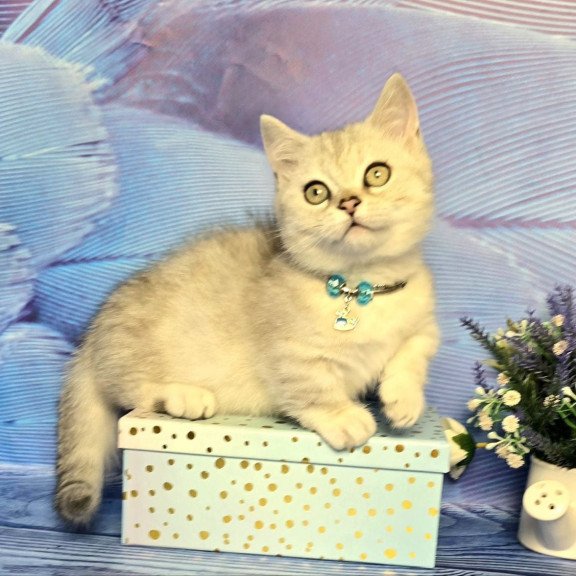 Munchkin Luna