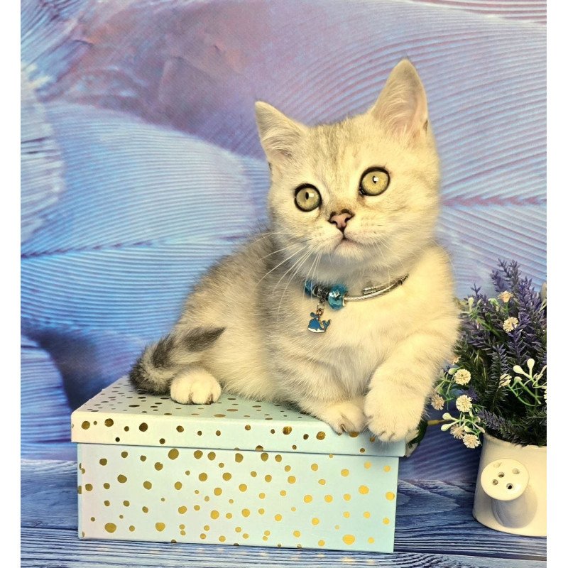 Munchkin Luna
