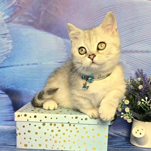 Munchkin Luna