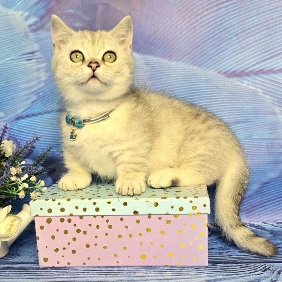Munchkin Luna