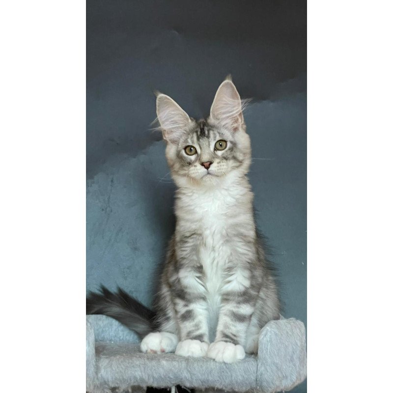 Maine Coon EZ Russel