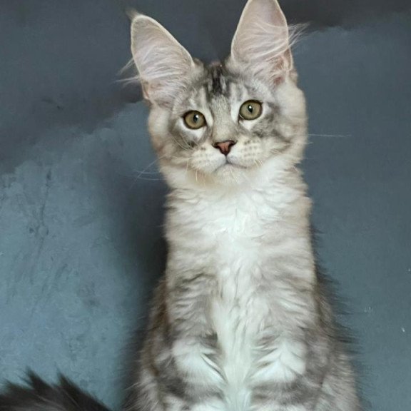 Maine Coon EZ Russel
