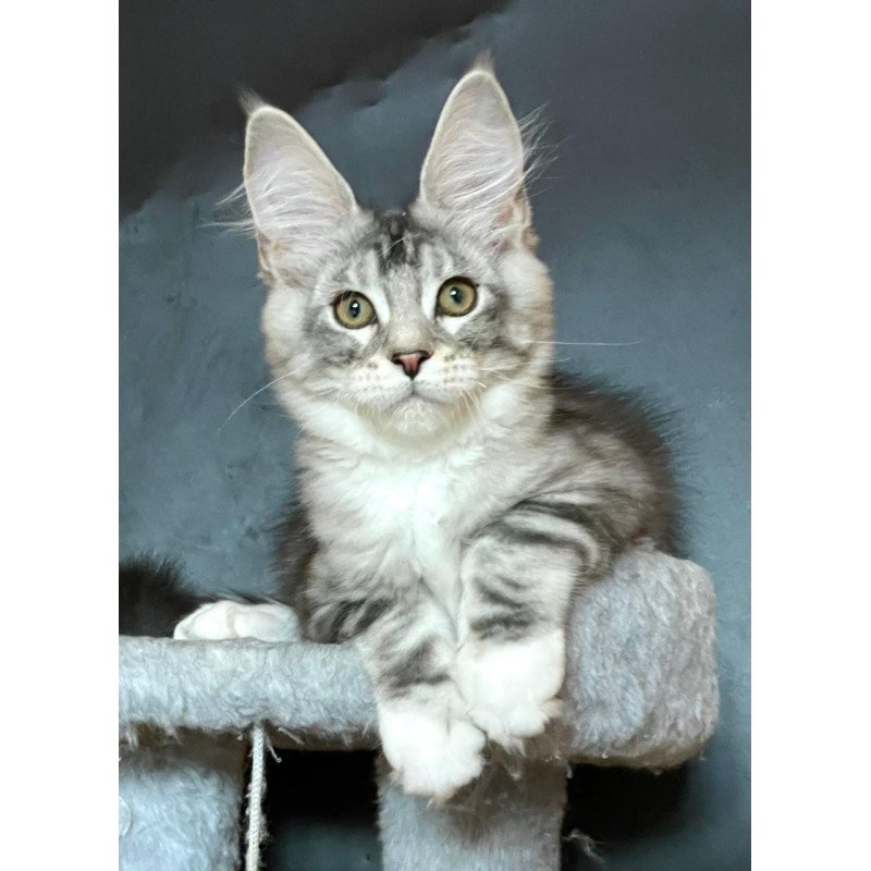 Maine Coon EZ Russel