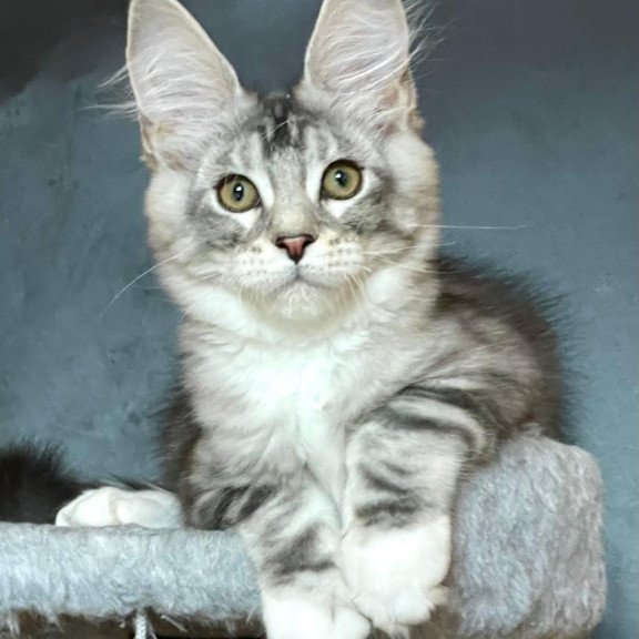 Maine Coon EZ Russel