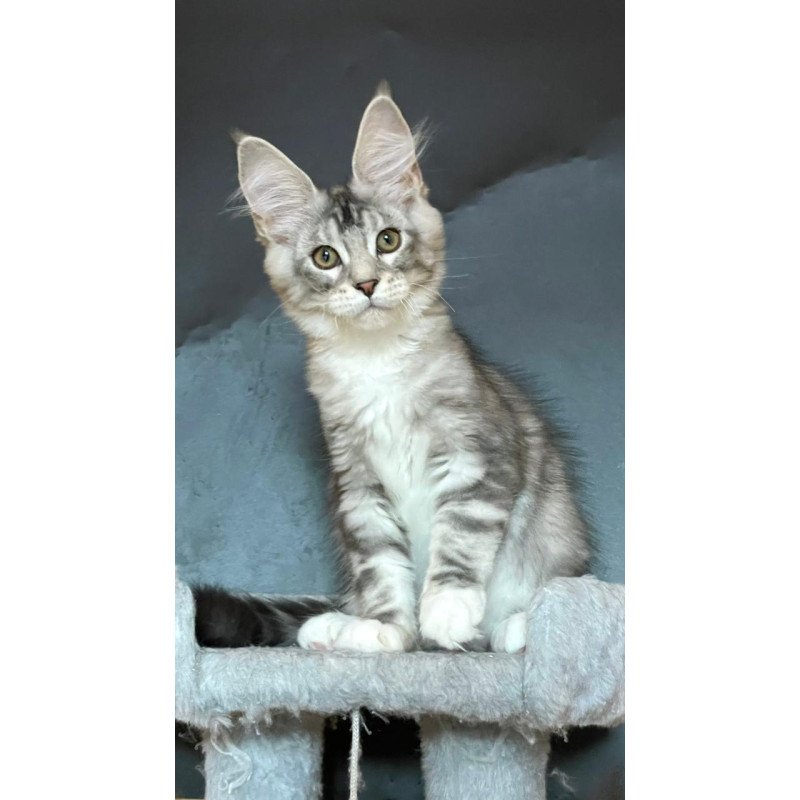 Maine Coon EZ Russel