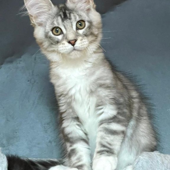 Maine Coon EZ Russel