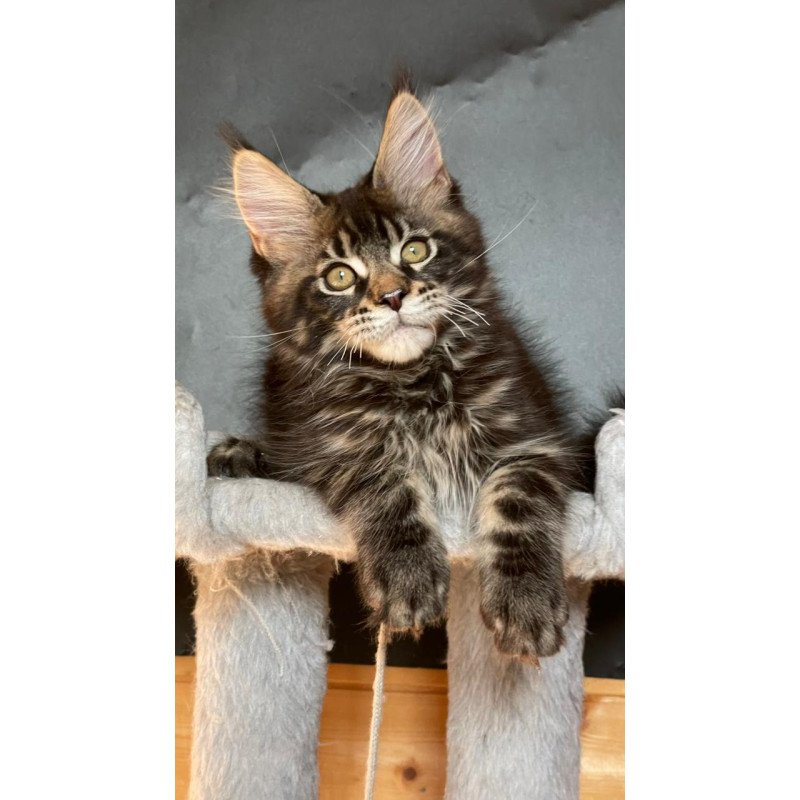 Maine Coon EZ Ringo Star