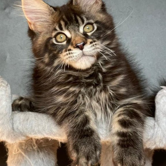 Maine Coon EZ Ringo Star