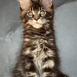 Maine Coon EZ Ringo Star