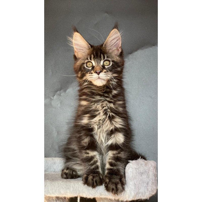 Maine Coon EZ Ringo Star