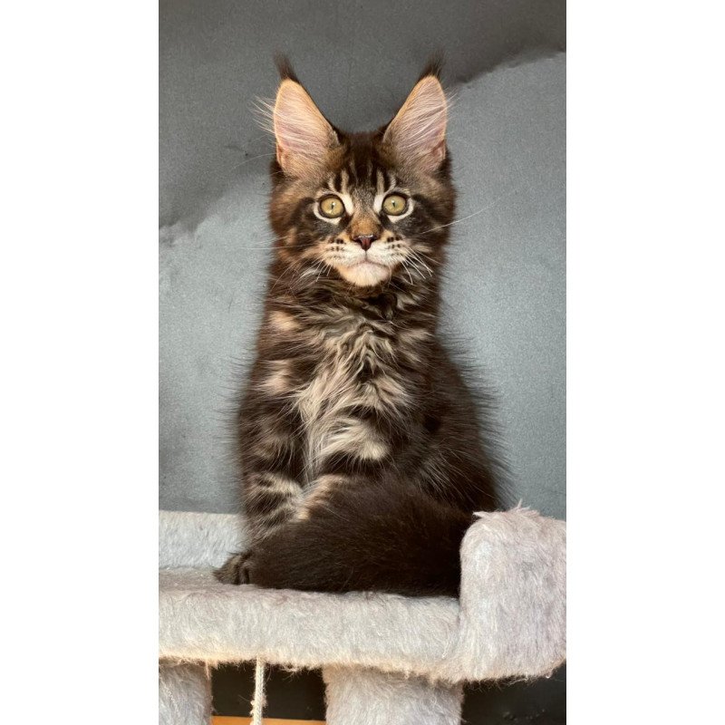Maine Coon EZ Ringo Star