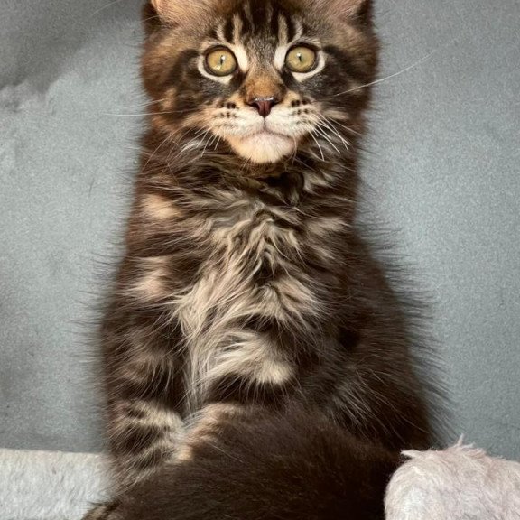 Maine Coon EZ Ringo Star