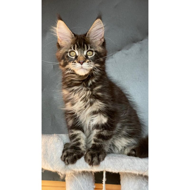 Maine Coon EZ Ringo Star