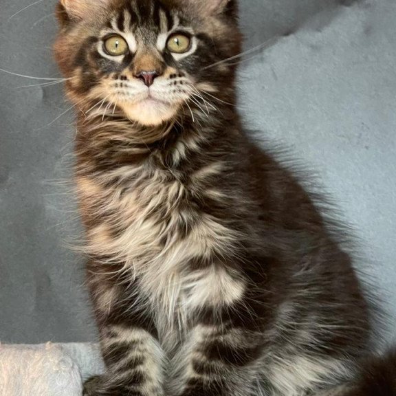 Maine Coon EZ Ringo Star