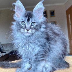 Maine Coon EZ Evika