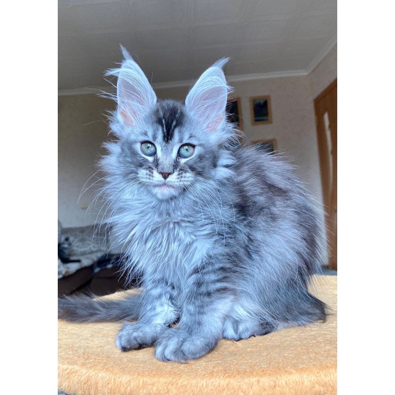 Maine Coon EZ Evika