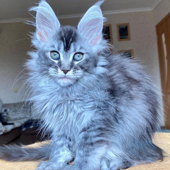 Maine Coon EZ Evika