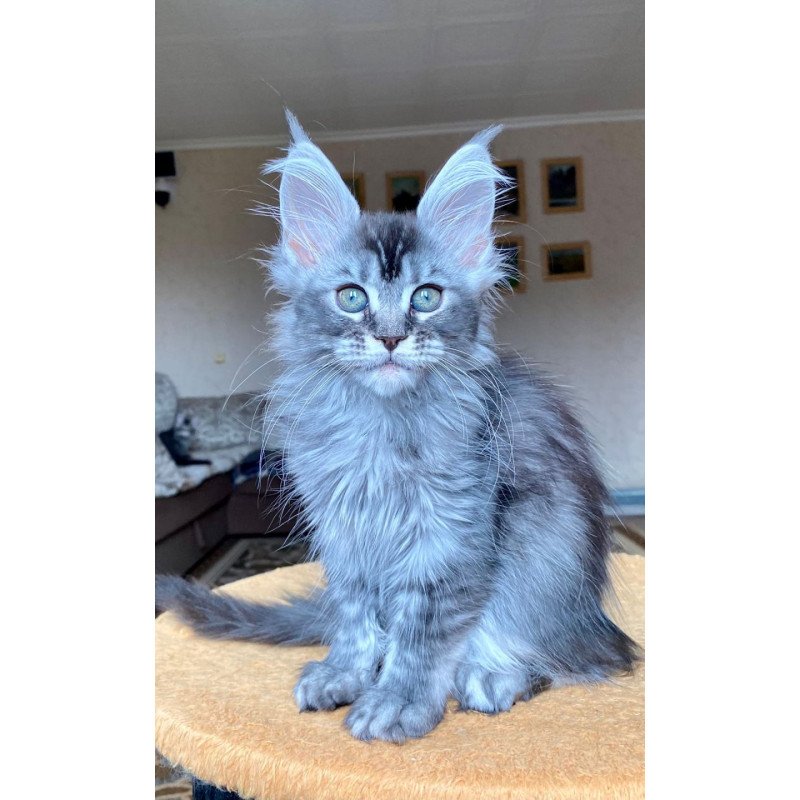 Maine Coon EZ Evika