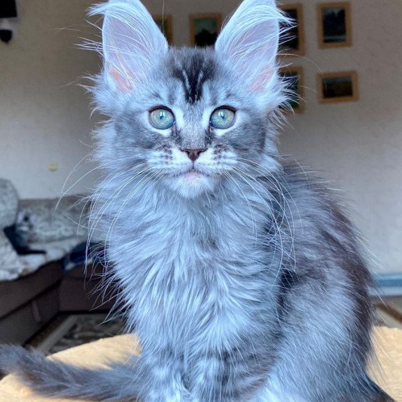 Maine Coon EZ Evika