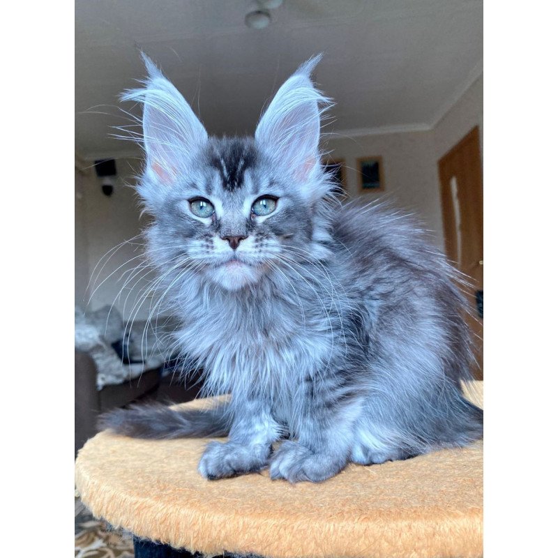 Maine Coon EZ Evika