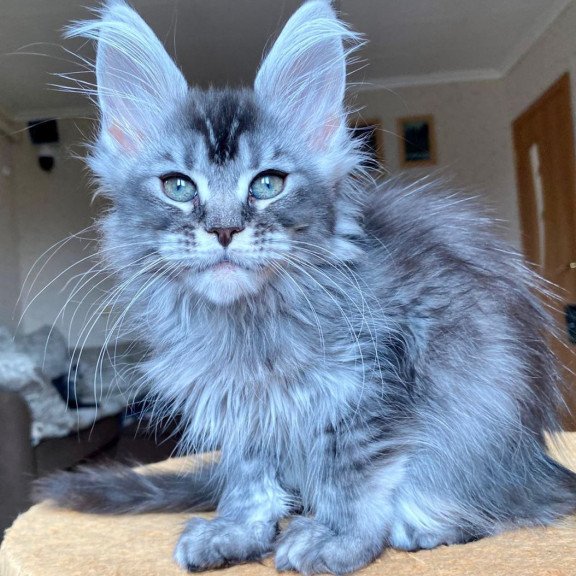 Maine Coon EZ Evika