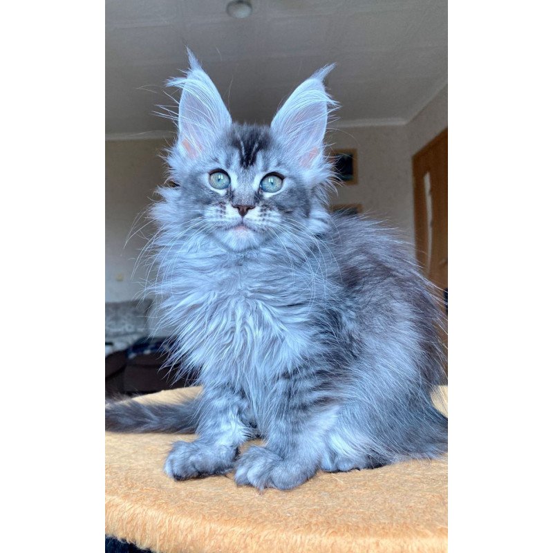 Maine Coon EZ Evika