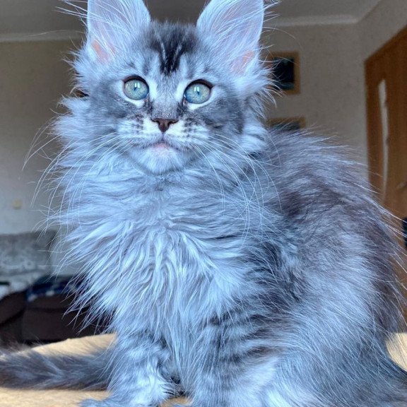 Maine Coon EZ Evika