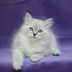 Siberian EZ Dolly