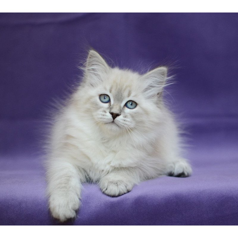 Siberian EZ Dolly