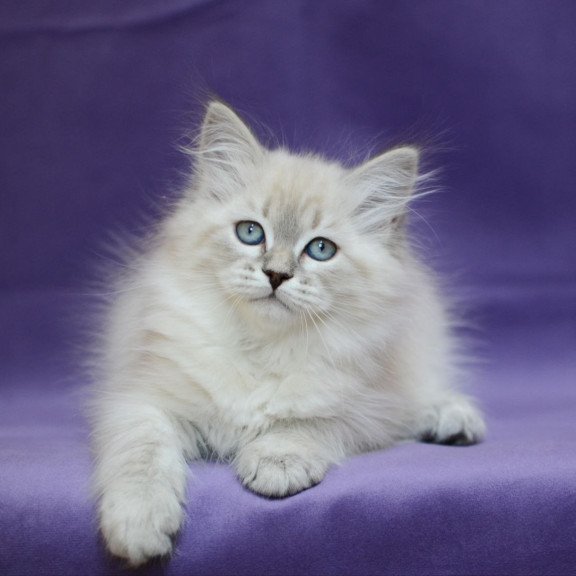 Siberian EZ Dolly