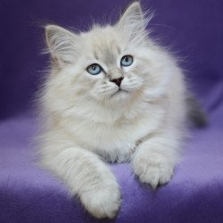 Siberian EZ Dolly