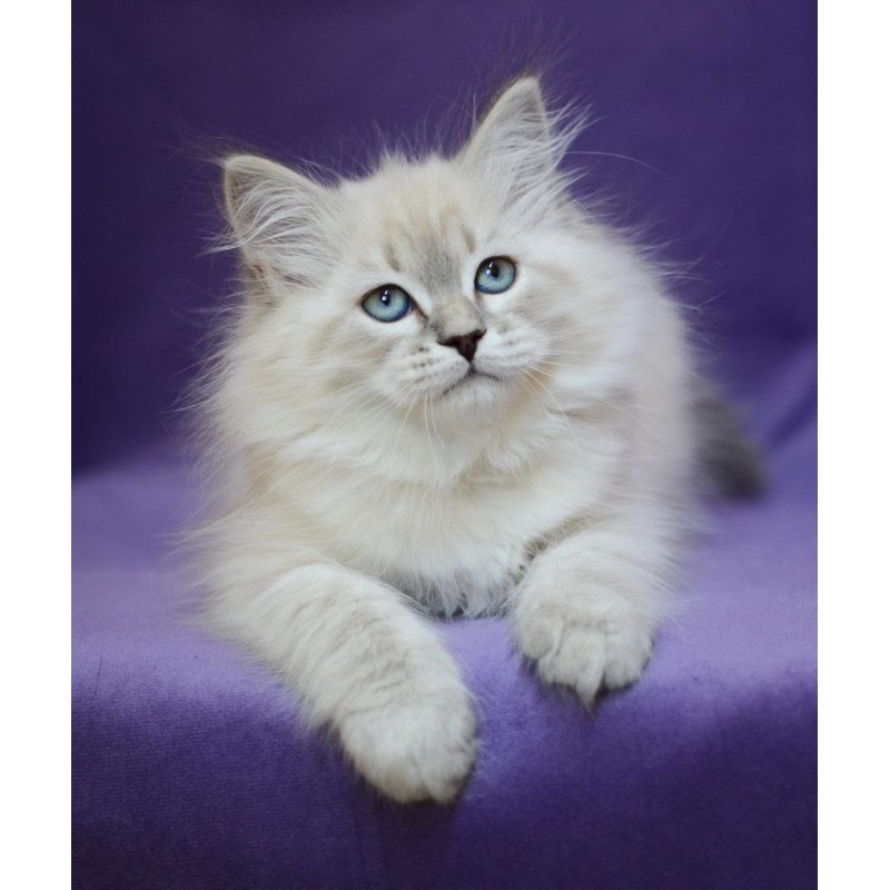 Siberian EZ Dolly