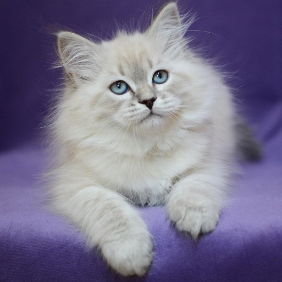 Siberian EZ Dolly