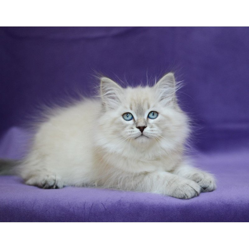 Siberian EZ Dolly