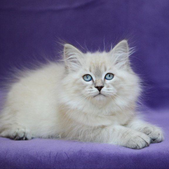 Siberian EZ Dolly