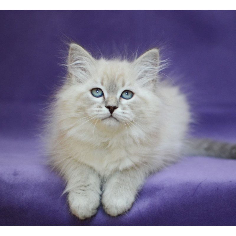 Siberian EZ Dolly