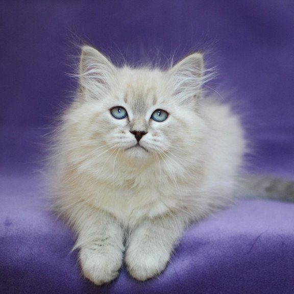 Siberian EZ Dolly