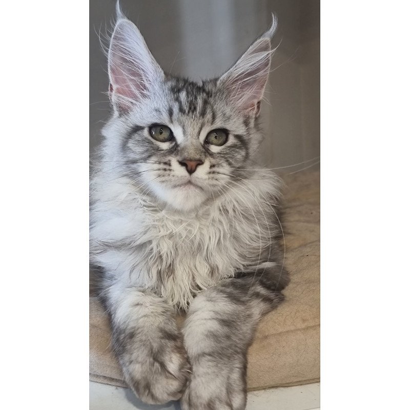 Maine Coon EZ Dafna
