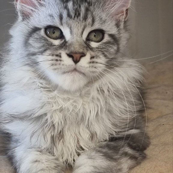 Maine Coon EZ Dafna