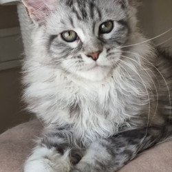 Maine Coon EZ Dafna