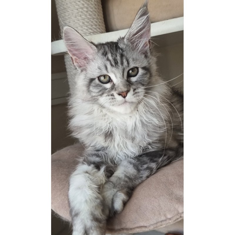 Maine Coon EZ Dafna