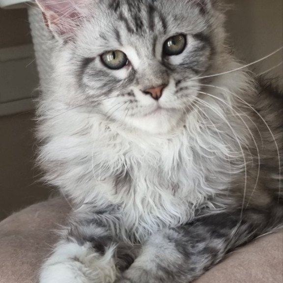 Maine Coon EZ Dafna