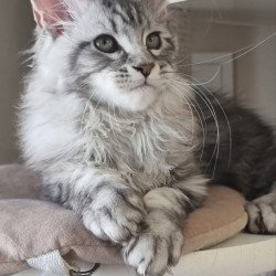 Maine Coon EZ Dafna