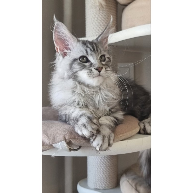 Maine Coon EZ Dafna