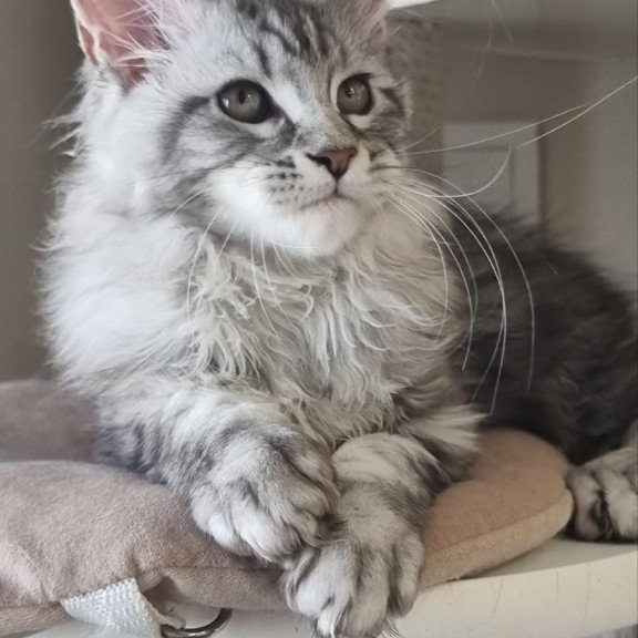 Maine Coon EZ Dafna